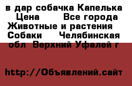 в дар собачка Капелька › Цена ­ 1 - Все города Животные и растения » Собаки   . Челябинская обл.,Верхний Уфалей г.